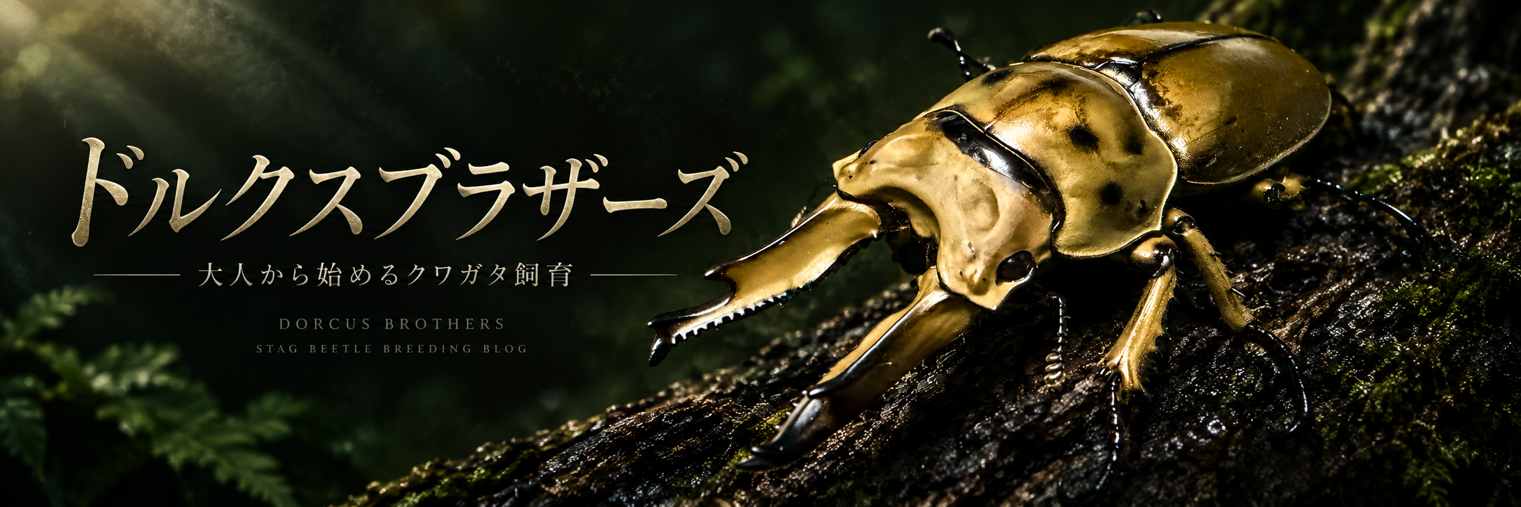 ドルクスブラザーズ
